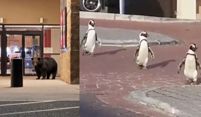 #OK! გარეული ცხოველები ქალაქის ქუჩებში: რა ხდებოდა მსოფლიოში მაშინ, როდესაც მოსახლეობის უდიდესი ნაწილი თვითიზოლაციაში იმყოფებოდა?