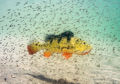 National Geographic-მა საუკეთესო ფოტოგრაფი დაასახელა National Geographic-მა საუკეთესო ფოტოგრაფი დაასახელა