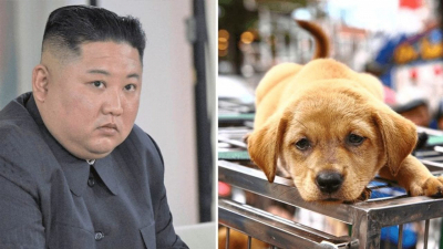 #OK! ჩრდილოეთ კორეაში ძაღლის ყოლა განსაკუთრებული მიზეზით აიკრძალა